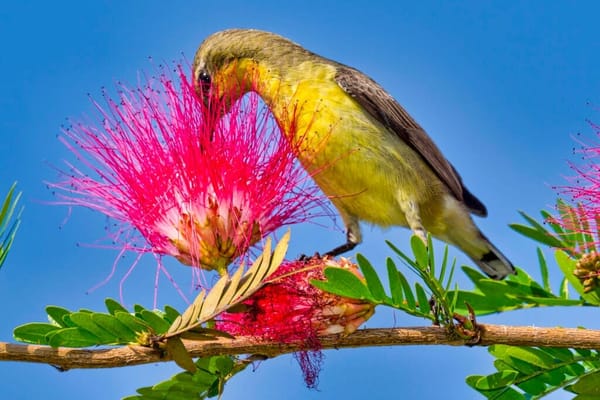 Biodiversity: Life on Earth